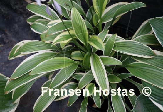 Hosta rectifolia 'Chionea'